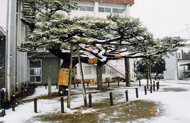 雪の中の口屋銅の松の写真です
