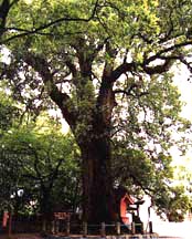 くすの木の写真