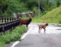 道路を鹿の親子が横断している写真です