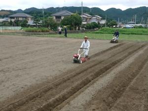 ひまわり　播種