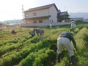 草引き