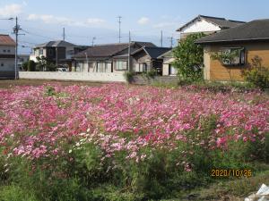 園児招待　コスモス