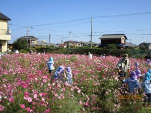 園児招待　コスモス