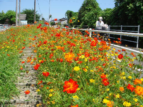 7月に撮影した自転車歩行者専用道路の写真です。