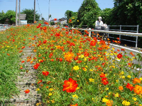 ７月に撮影した自転車歩行者専用道路の写真です。