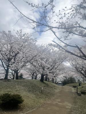 桜①