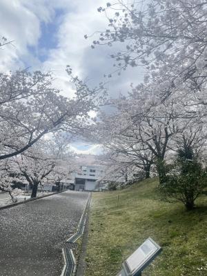 桜②