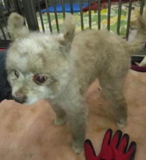 篠場犬