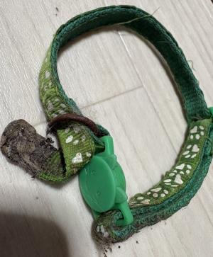 首輪