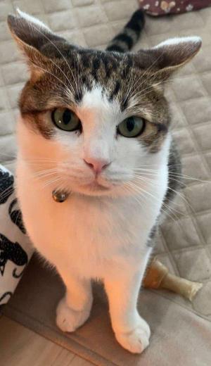 迷い猫写真